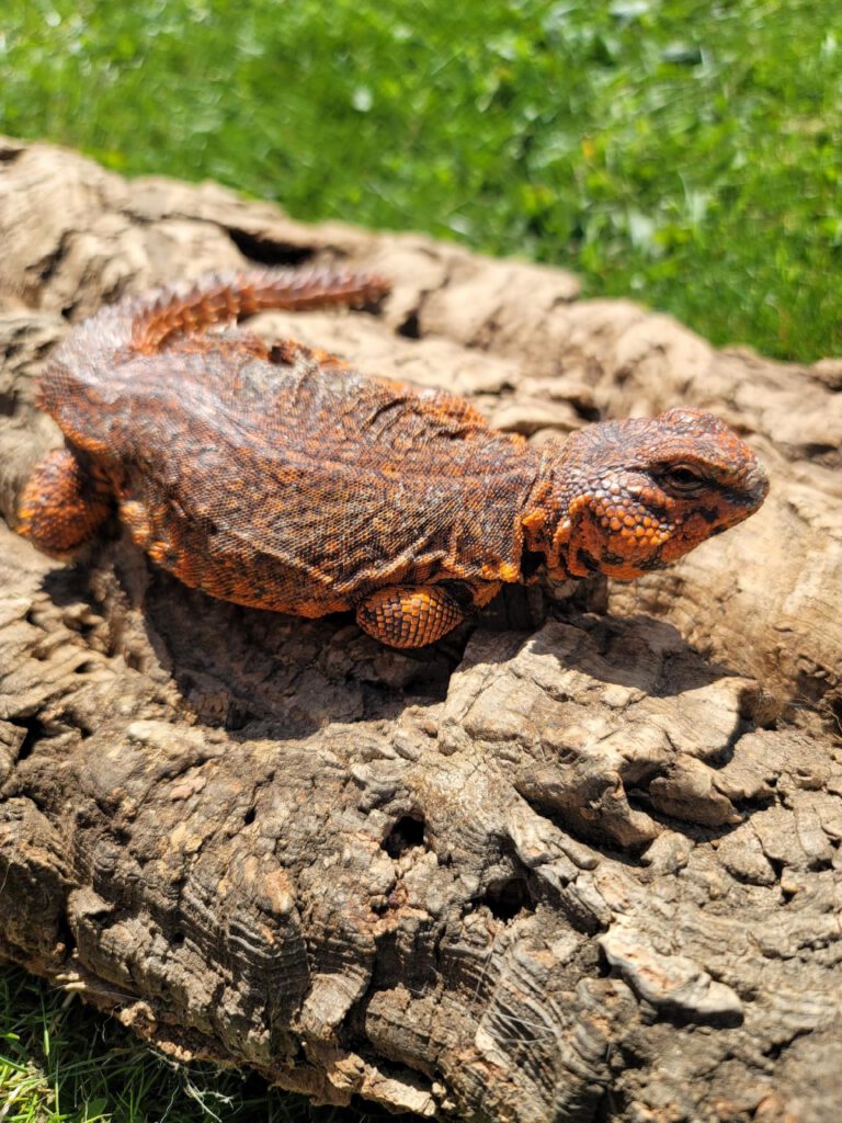 Forrest, an orange and rust-colored red uromastyx basking on a log in bright sunlight.