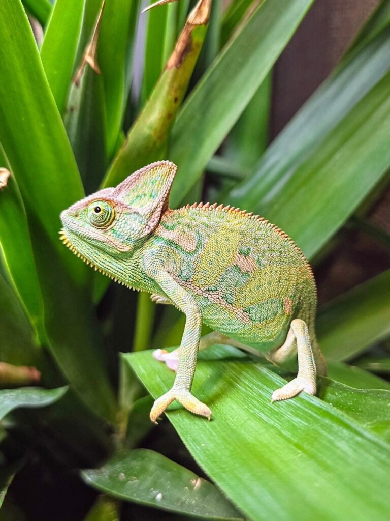 Hei Hei, a baby veiled chameleon perched on a green leaf.