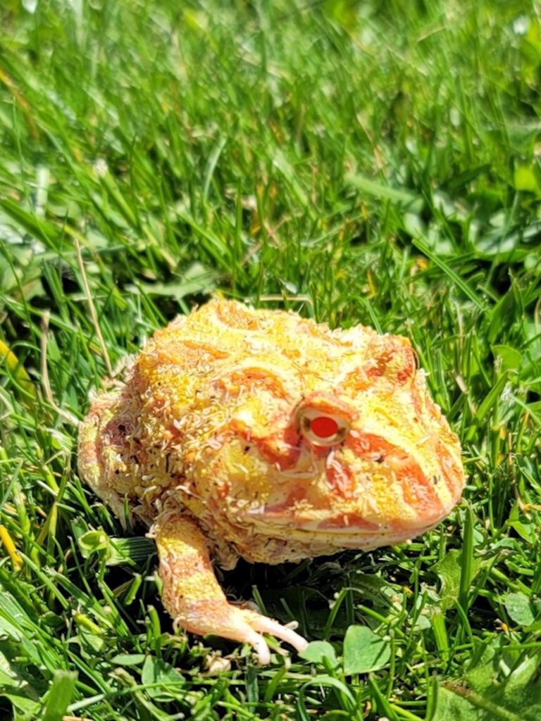 Humphrey, an albino Pacman frog with yellow and orange markings, resting in green grass outdoors.