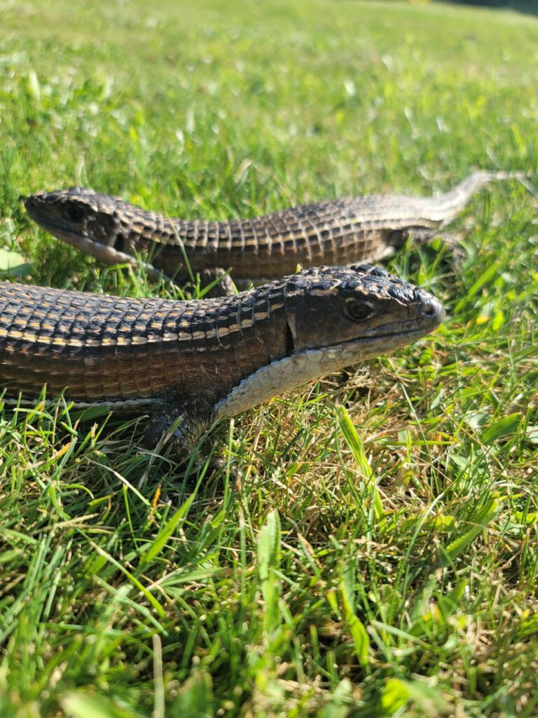 Jalapeño and Popper, two brown and tan Sudan plated lizards side by side in green grass outdoors.
