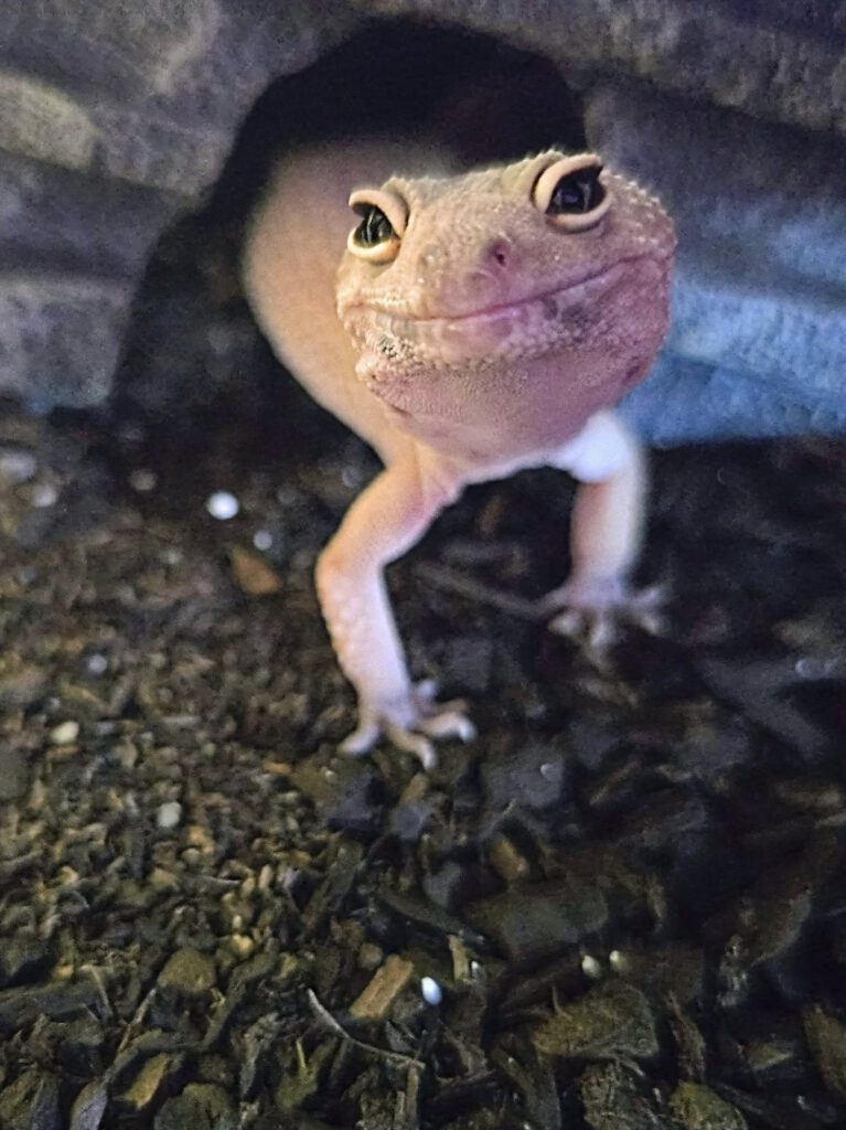 Leonard, a leopard gecko standing on soil inside a habitat.