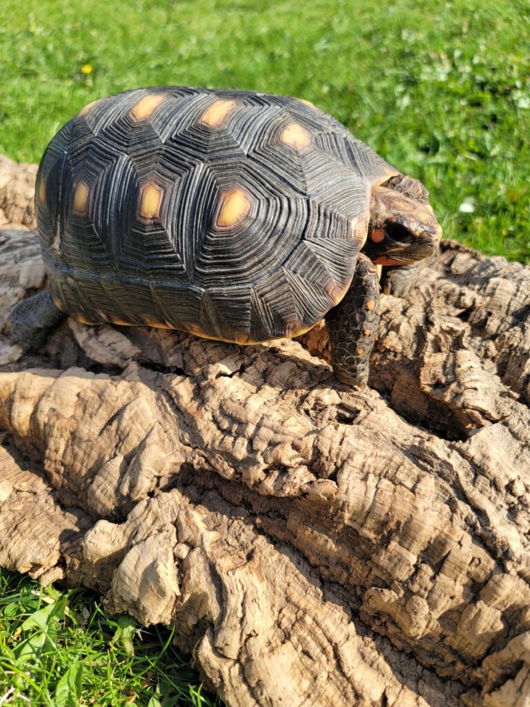Long John, a red-footed tortoise with a dark patterned shell, resting on a textured log in sunlight.