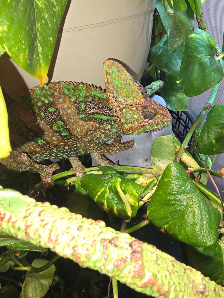 Maui, a veiled chameleon with green and brown markings, perched among leafy plants.