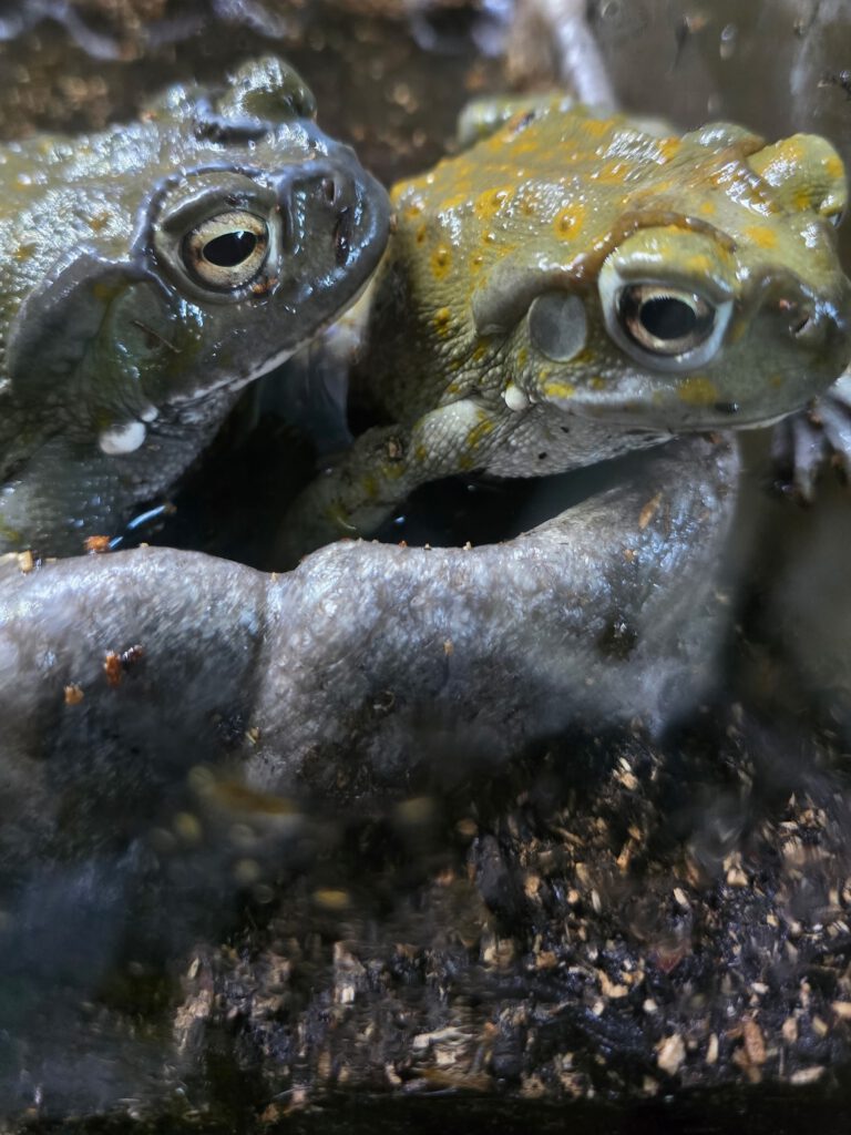 Milo and Otis, two Colorado River toads sitting side by side.