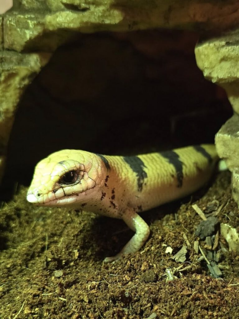 Peter, a banded skink with yellow and dark striping, emerging from a burrow.