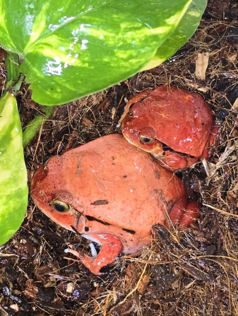 Roma and Cherry, two tomato frogs resting together on soil among green leaves.