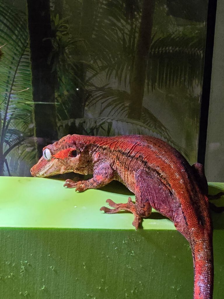 Ruby, a gargoyle gecko with red and purple coloring, resting on a ledge.