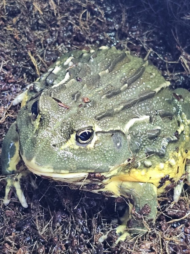 Sherman, a large African bullfrog with green and yellow coloring sitting on damp substrate.