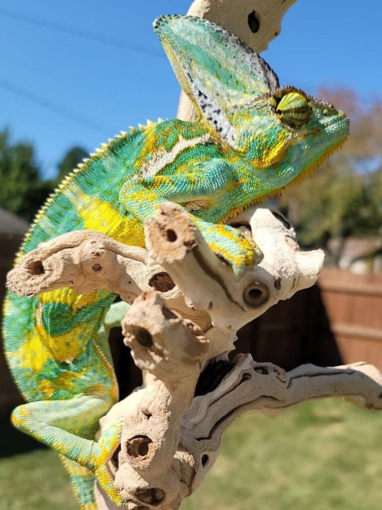 Mr. Wilson, a veiled chameleon with green, blue, and yellow coloring, perched on a branch outdoors.