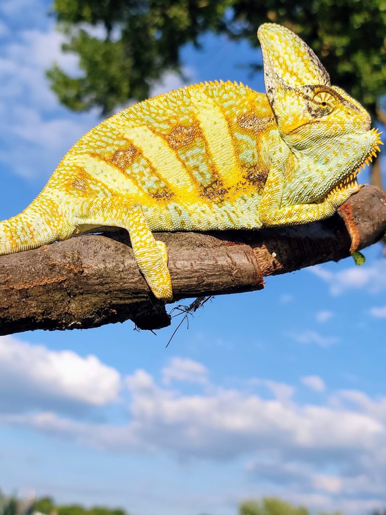 Dennis, the veiled chameleon lounging on a branch