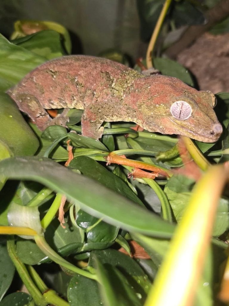 Moss Man, a Chahoua Gecko sitting in grass.